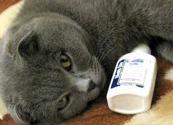 Кошка простыла и чихает: причины и лечение, что делать, если кот простудился, как лечить?