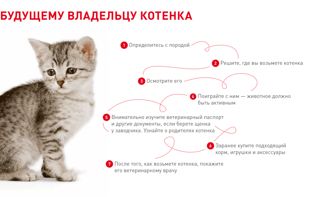 Крипторхизм у котов: нужна ли кастрация?