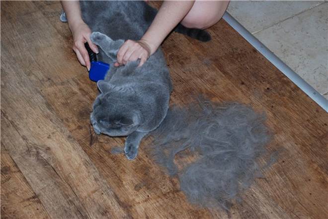 Как избавиться от шерсти кошки в квартире