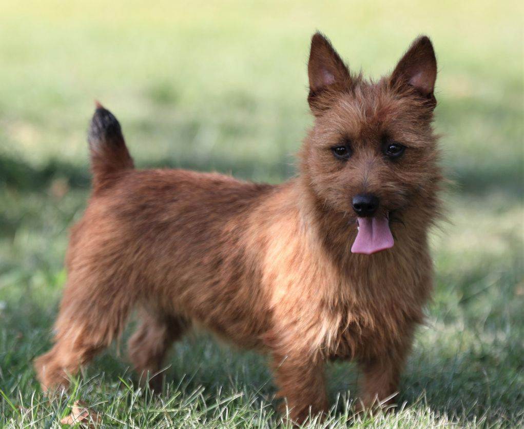 Австралийский терьер: описание породы собак с фото и видео