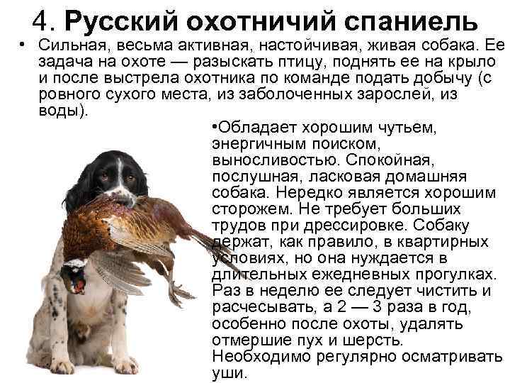Характеристика собак породы русский спаниель и отзывы владельцев о нем