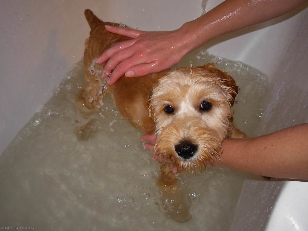 Можно ли купать собаку в жару и как часто – рекомендации