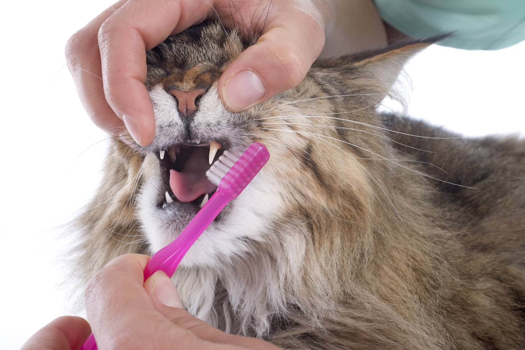 Зубной камень у кошки