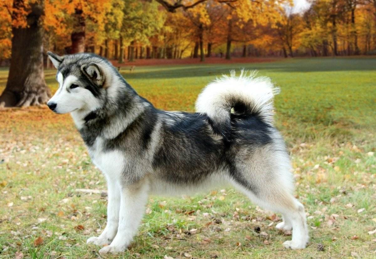 Характеристика породы собак «хаски»: описание стандарта, плюсы и минусы, правила содержания и отзывы владельцев