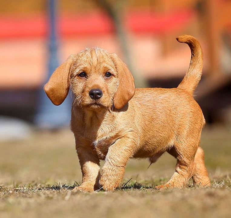 Рыжий бретонский бассет: описание породы собак с фото и видео