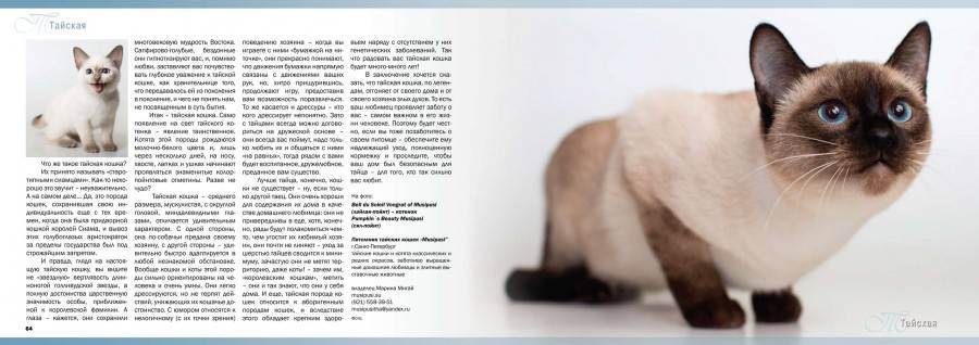 Сиамские кошки. 2. внешний вид, стандарт и классификация сиамских кошек по окрасам (ирина иофина)