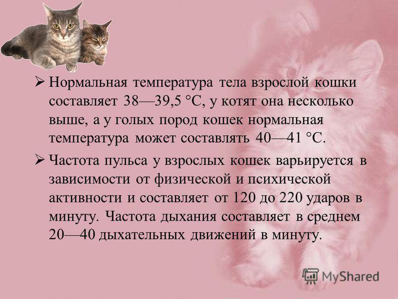Какая температура тела у кошки считается нормальной