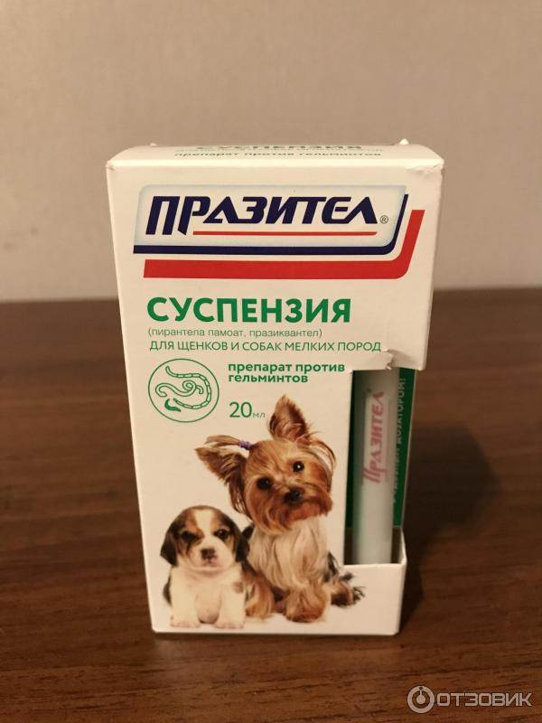 Празител для собак: стоимость, фармакологическое действие, отзывы ветеринаров - kupipet.ru