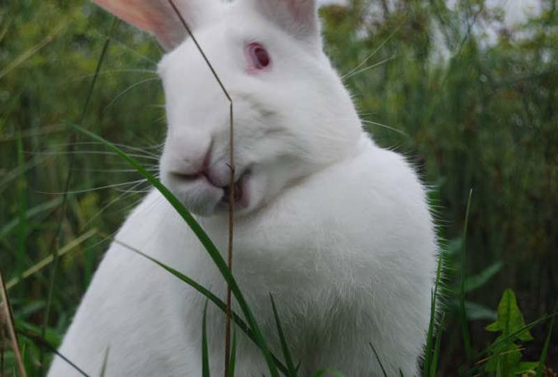 Белый великан: порода кроликов, описание и особенности разведения