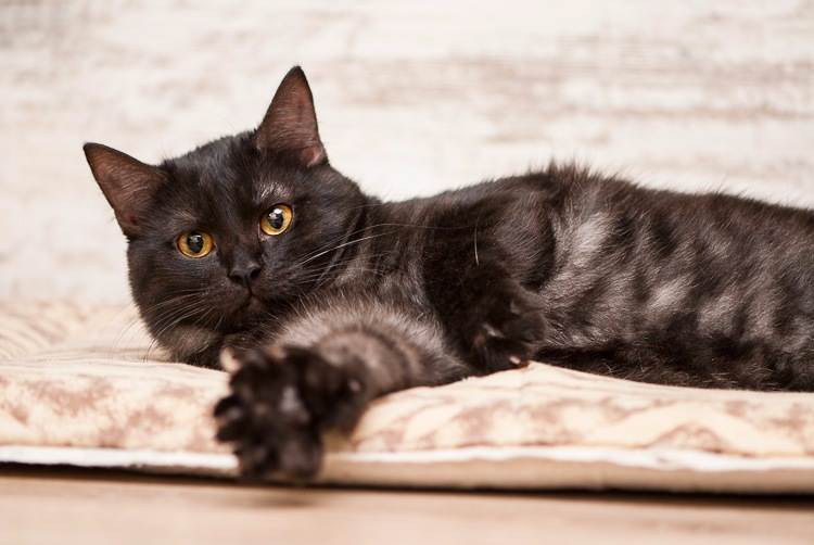 Азиатская табби: описание породы и характер кошки