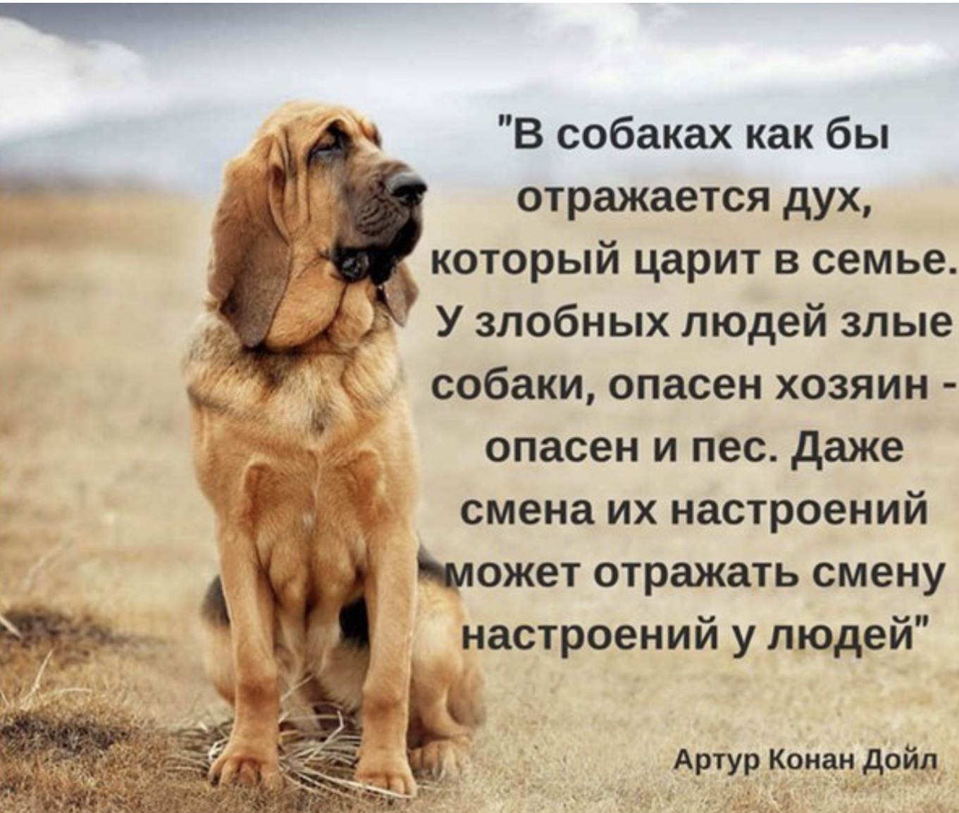 Цитаты про собак