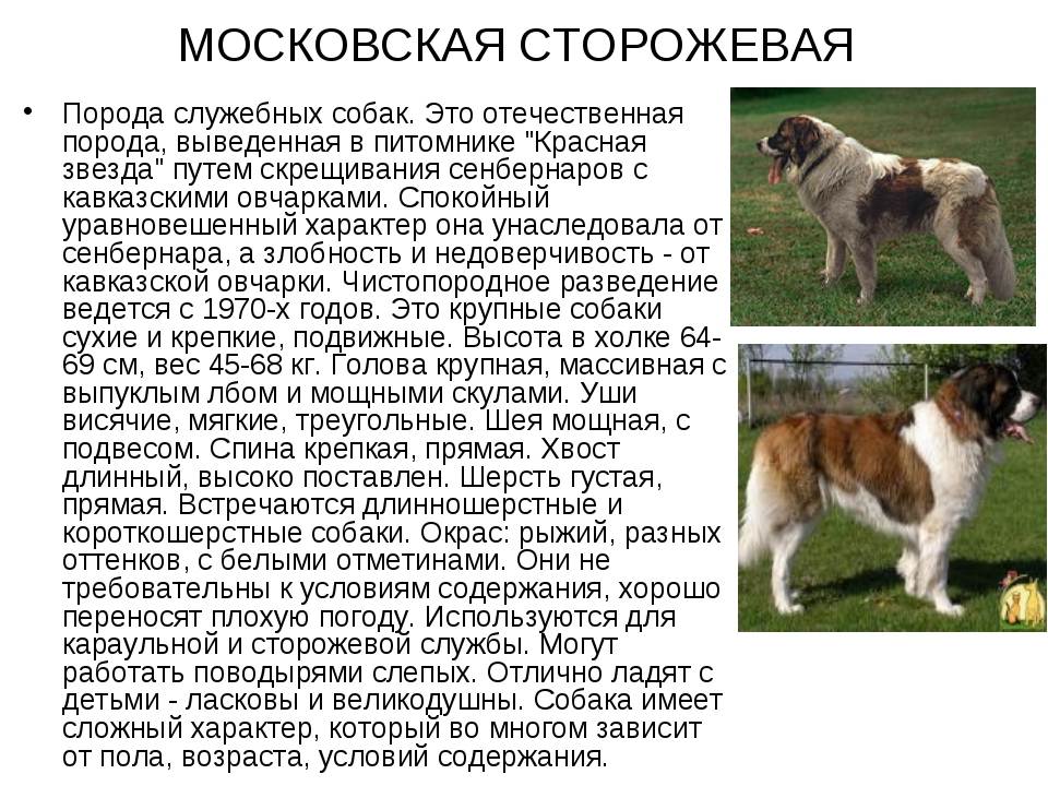 Порода собак московская сторожевая: фото, характер, особенности содержания и отзывы собаководов