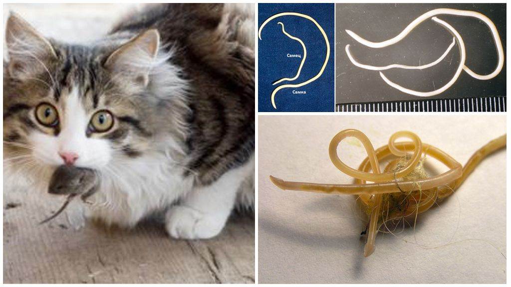 Глисты у кошек: симптомы, методы лечения и способы заражения гельминтами (инструкция + рекомендации)