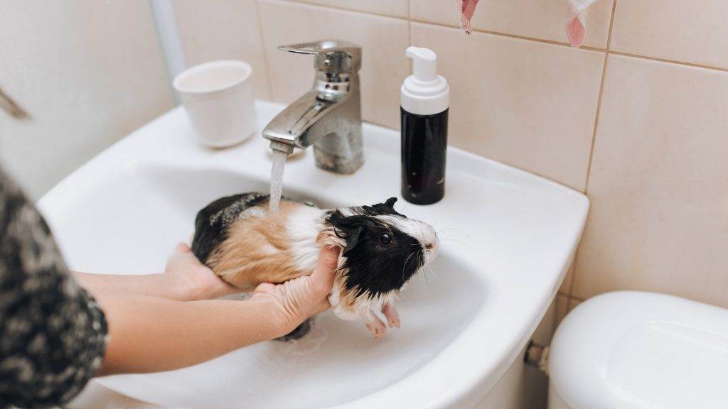 Можно ли купать крыс — как и когда мыть декоративных крыс в домашних условиях