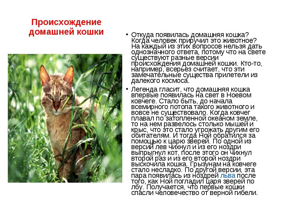 10 «нельзя» для хозяина кошки. уход, питание, кормление. фото — ботаничка.ru