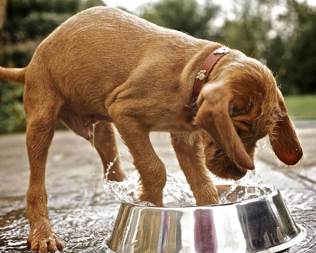 Почему собака не пьет воду. не хочет пить, не может пить (причины, диагностика, лечение)