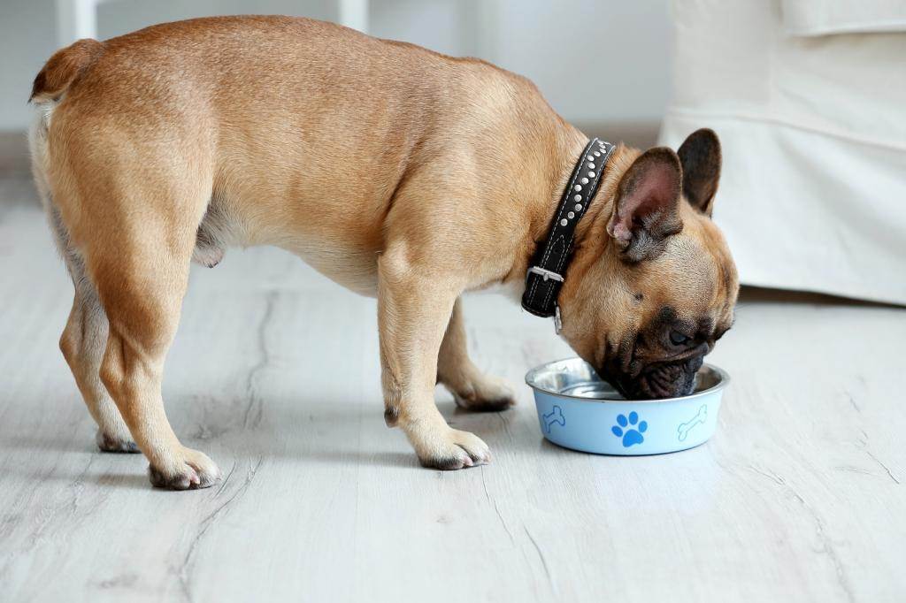 Сколько воды должна пить собака в сутки: норма и отклонения