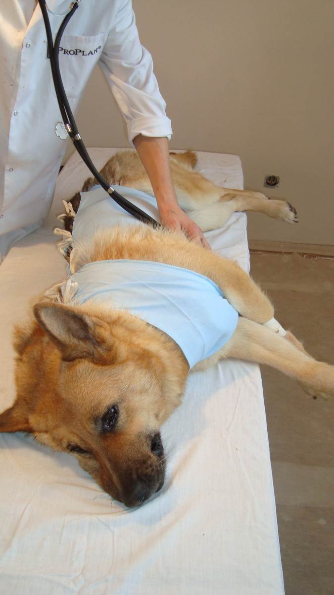 Бывает ли течка у стерилизованных собак: вероятность эструса после операции, различие понятий кастрация и стерилизация, как прекратить течку навсегда
