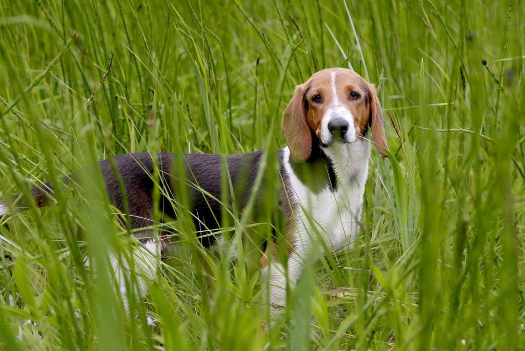 Порода собак эстонская гончая (50 фото): борзый, какая дрессировка, описание, видео