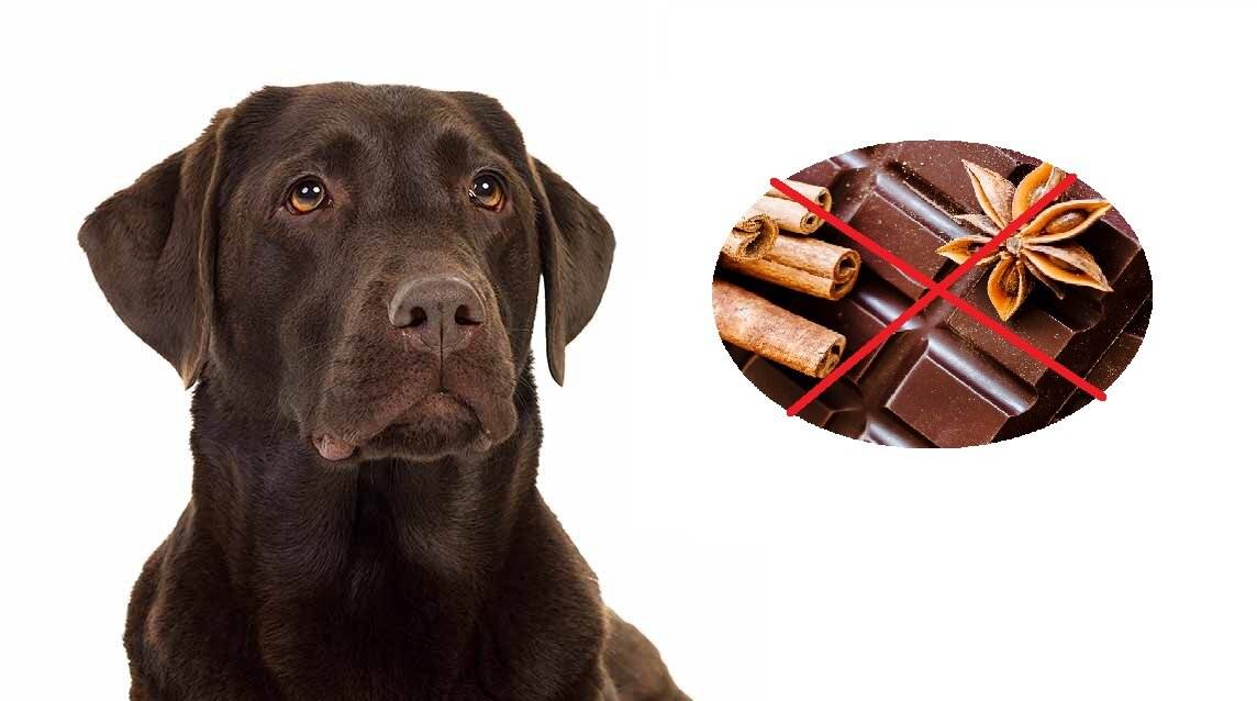 Можно ли собакам шоколад: черный, белый или молочный, кормить шоколадными конфетами