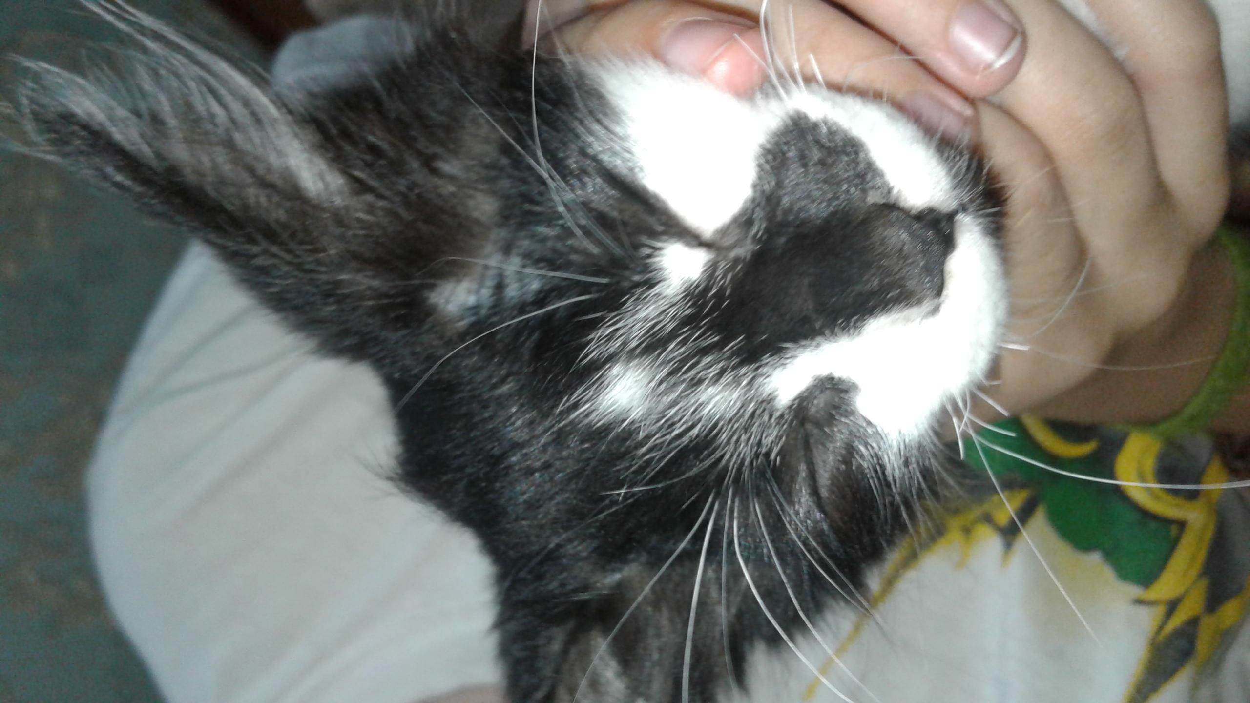 Ушной клещ у кошек: эффективное лечение отодектоза