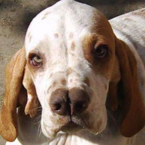 Собака кангал (анатолийская овчарка) — внешний вид, характер, дрессировка, питание, фото. узнайте все о породе кангал от а до я