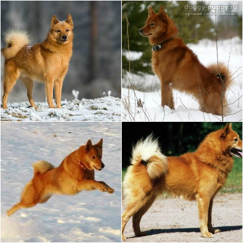 Карело-финская лайка — российская селекционная порода охотников ⋆ собакапедия