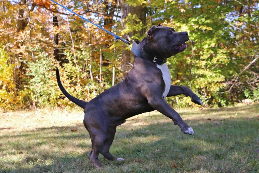 Порода собаки американский бандог: характеристики, фото, характер, правила ухода и содержания - petstory