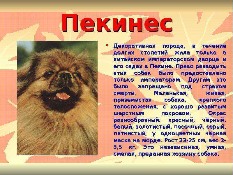 Чунцин собака: китайский чунцин, фото собаки, описание породы, уход и содержание