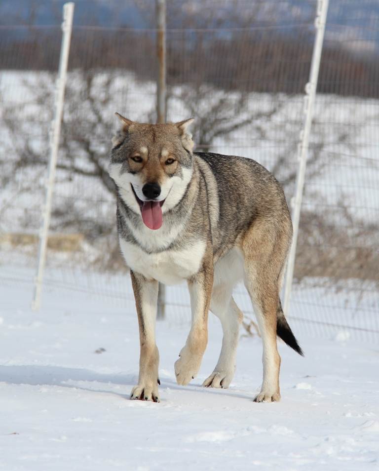 Волчья собака сарлоса: особенности характера, содержания, отзывы владельцев | medeponim.ru