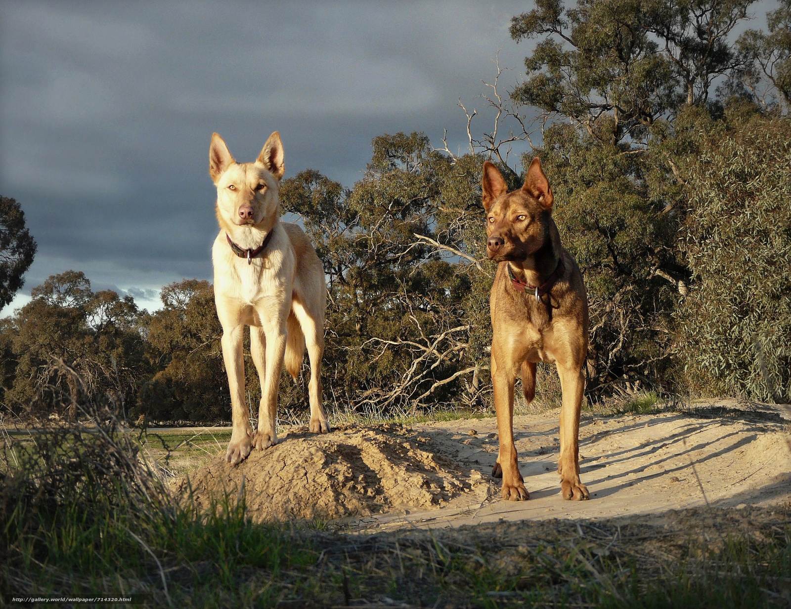Австралийская овчарка ????: описание породы, характер, содержание и уход, фото собаки