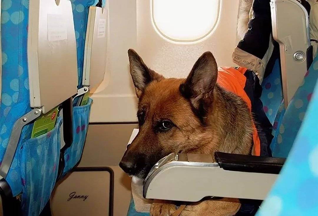 Перевозка собак в самолете по россии и за границу