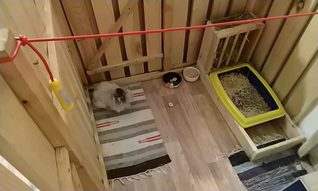 Как приучить кролика к лотку и туалету в отведенном месте