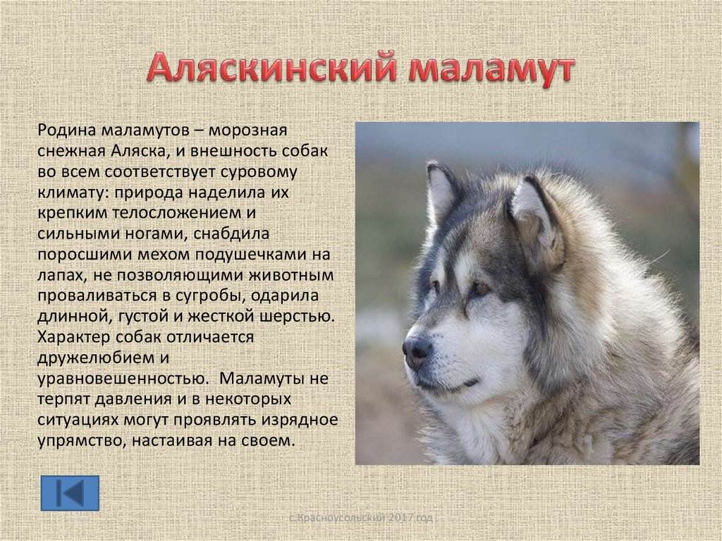 Аляскинский маламут: описание породы собак