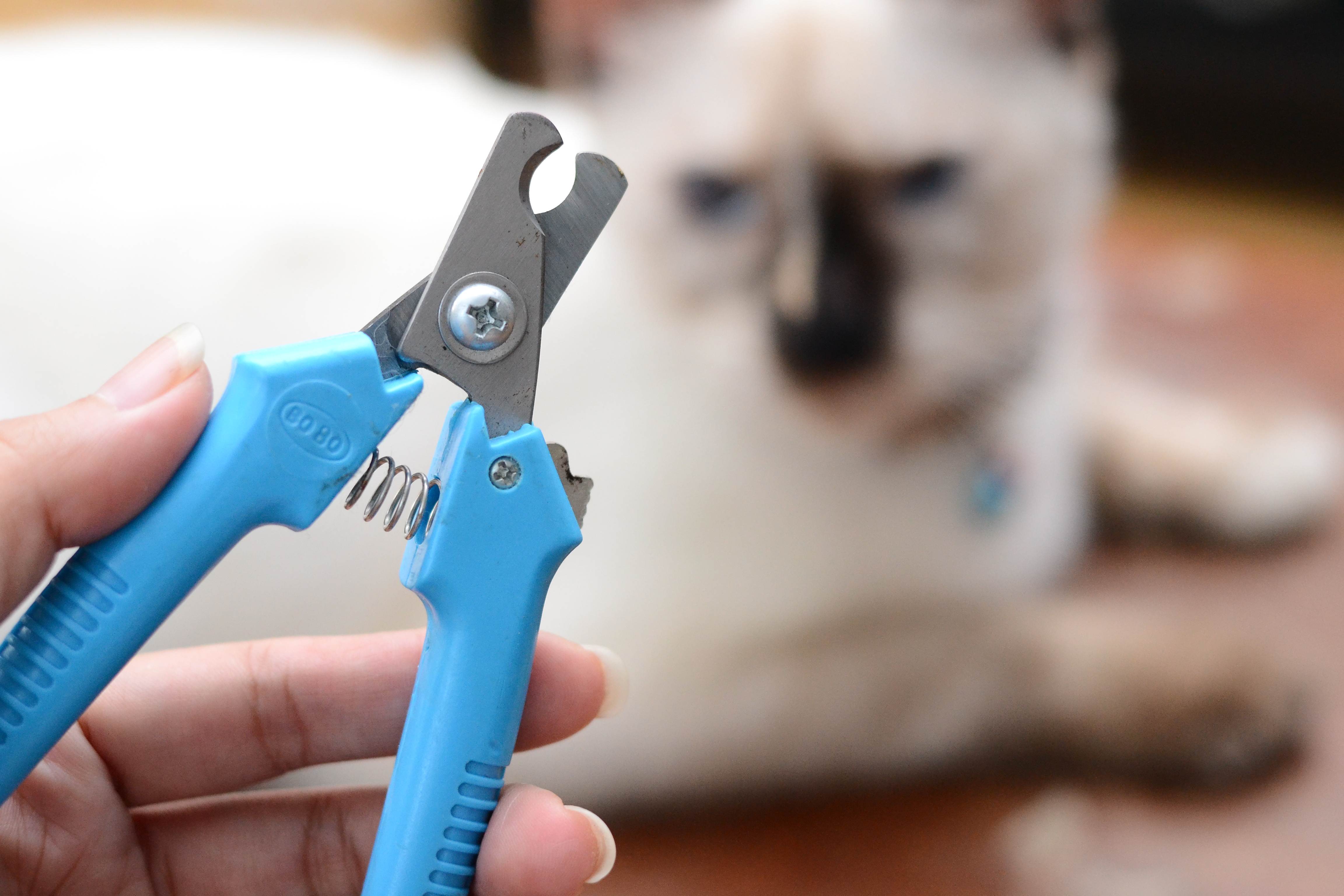 Как самостоятельно подстричь когти коту в домашних условиях