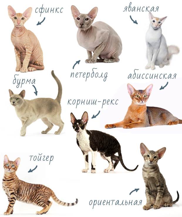 Гипоаллергенные кошки для аллергиков и астматиков топ 7 пород