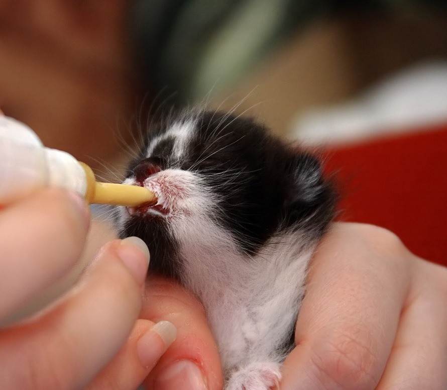 Чем можно кормить маленьких котят