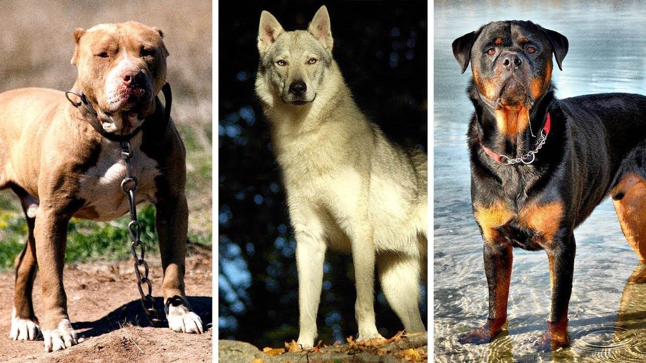 Самые умные собаки в мире: топ-10