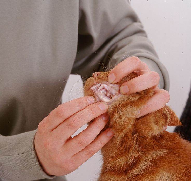 Анемия у кошек: причины возникновения, симптомы, лечение, диагностика, чем и как лечить
