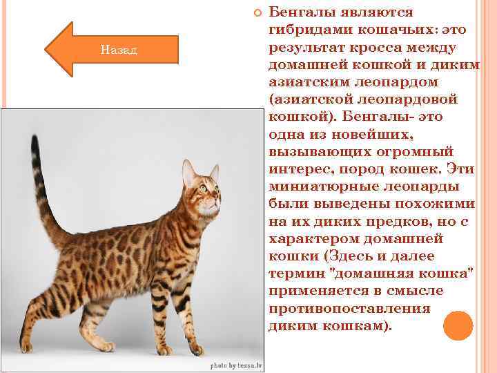 Бенгальская кошка: характер, описание породы и отзывы владельцев :: syl.ru