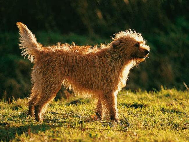 Норные породы собак: описание пород, особенности воспитания, фото