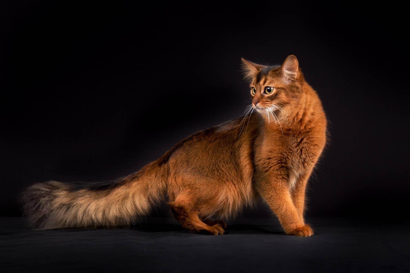 Сомалийская кошка: описание породы, здоровье, уход, покупка
