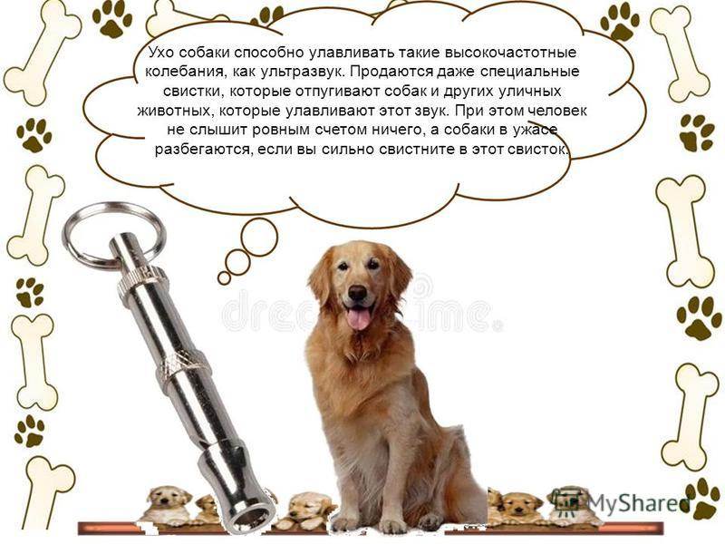 Действие ультразвука на собаку: какие звуки раздражают животных на самом деле