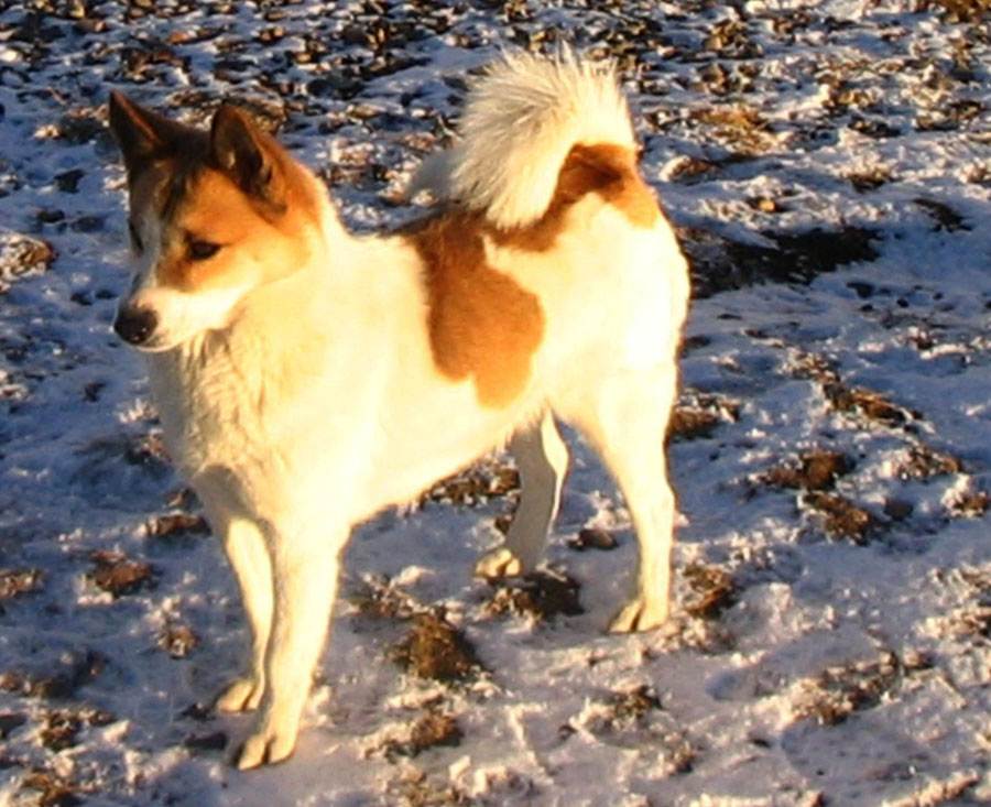 Норботтенская лайка — характеристика, описание породы, характер, фото | все о собаках