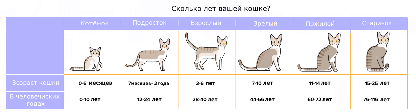 Как определить сколько месяцев котенку