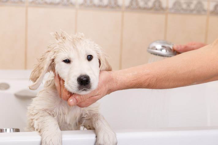 Как помочь собаке пережить жару