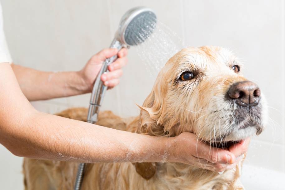 Как помочь собаке в жару: если животное в квартире, старой собаке перенести жару