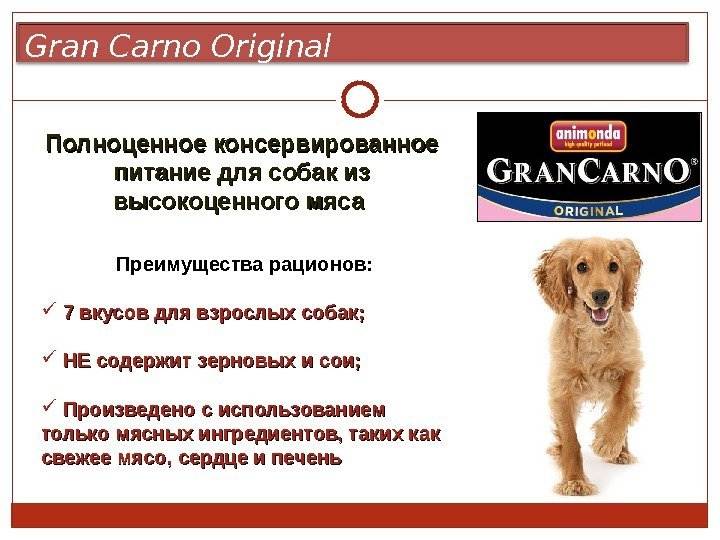 Лучшие влажные кормы для собак