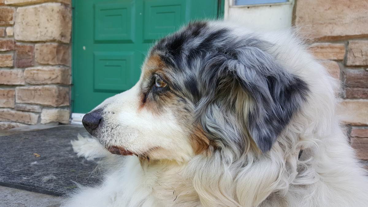 Чем отличается сенбернар от московской сторожевой собаки: разница, как различить, сравнение по фото