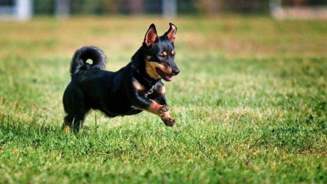 Ланкаширский хилер: характеристики породы собаки, фото, характер, правила ухода и содержания